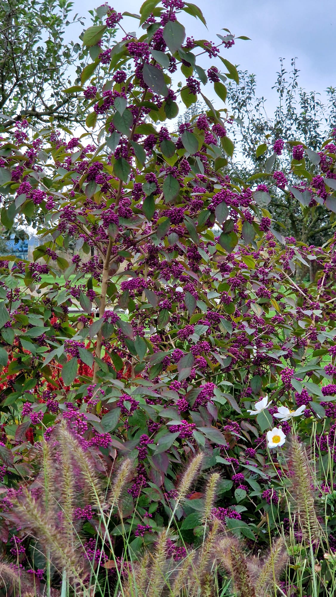 Callicarpa.jpg